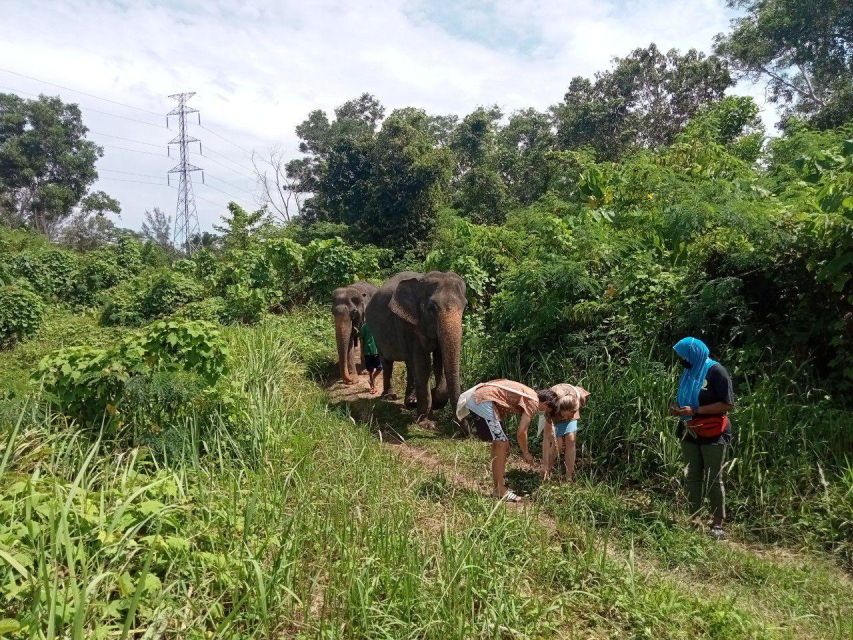 Patong: Elephant Sanctuary Eco Guide Walk & Forage Tour - Forage time: banana trees and grass, and why it’s more meaningful than it sounds