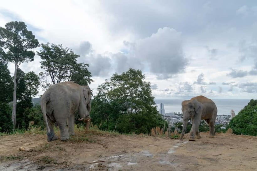 Patong: Elephant Sanctuary Eco Guide Walk & Forage Tour - Price and value: is $35 fair for this 1-hour experience?