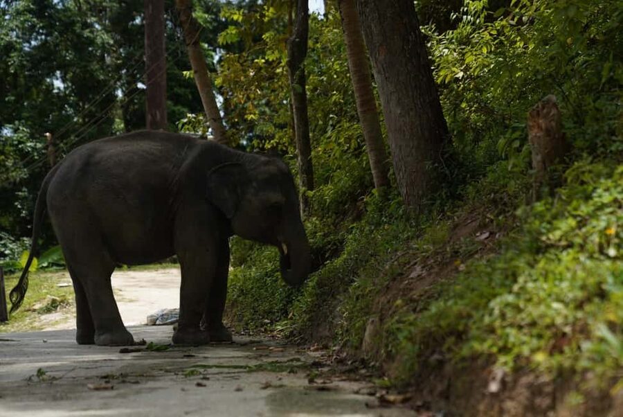 Patong: Elephant Sanctuary Walk Tour with Hotel Transfer - What makes it ethical, and what to watch for in person
