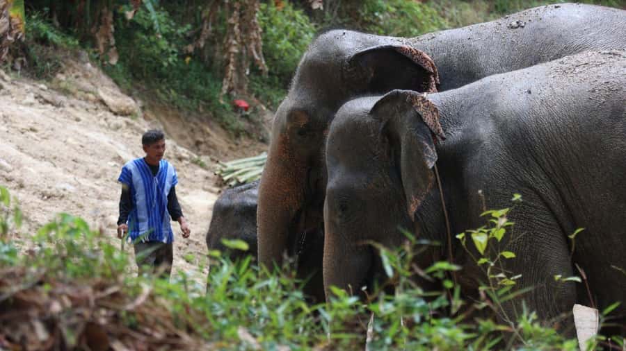 Patong Highlights: Elephant Sanctuary Tour with Transfer - What To Bring So The Day Feels Easy