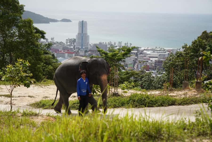 Patong Highlights: Elephant Sanctuary Tour with Transfer - The Herbal Medicine Ball Workshop, Real Care In Simple Steps