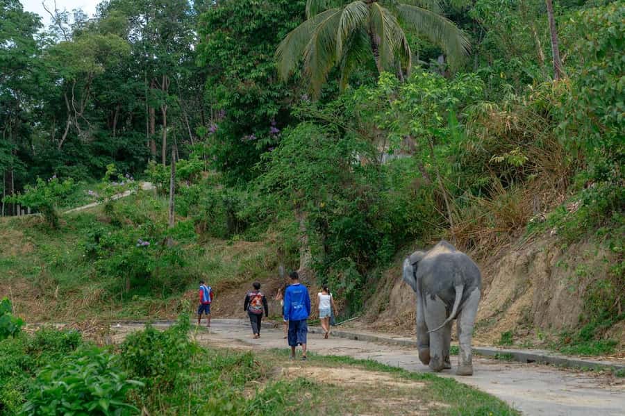 Patong Highlights: Elephant Sanctuary Tour with Transfer - The Forest Walk: Follow Their Pace, Read Their Body Language