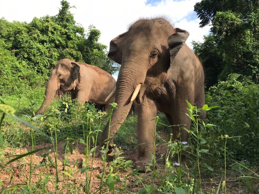 Patong Highlights: Elephant Sanctuary Tour with Transfer - Interaction Style: No Riding, And What About Water Time?