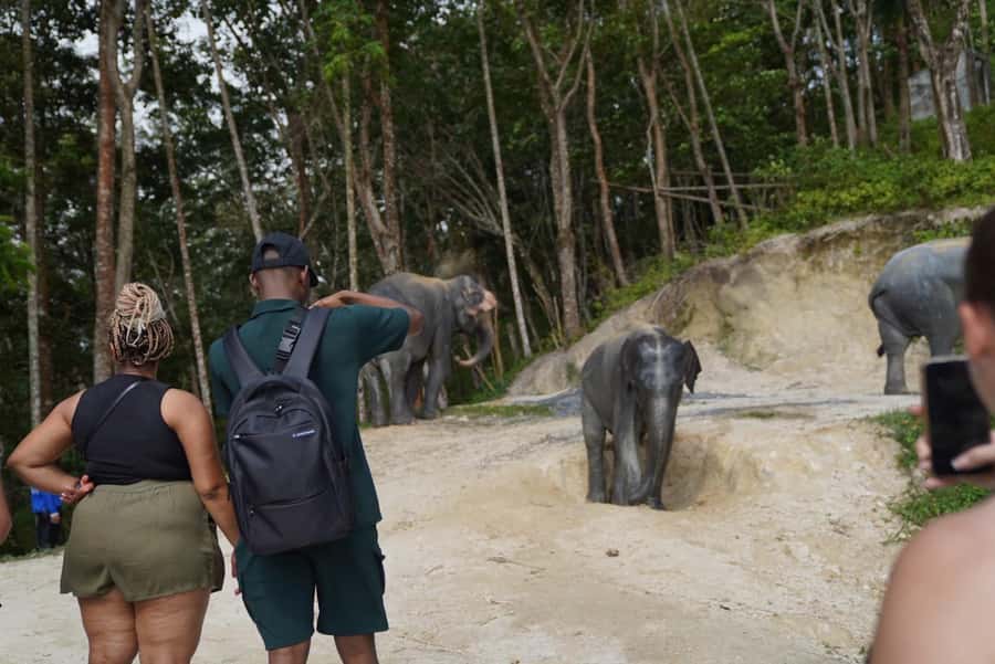 Patong Highlights: Elephant Sanctuary Tour with Transfer - No Barriers Or Fences: The Safety Reality Here