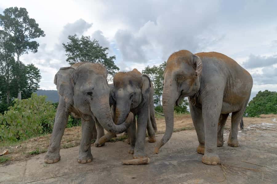 Patong Highlights: Elephant Sanctuary Tour with Transfer - Price and Value: Why $68 Can Be Fair In Patong