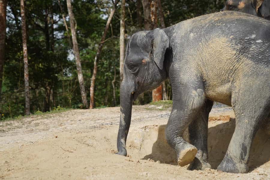 Patong Highlights: Elephant Sanctuary Tour with Transfer - Where You Start: Hill Tribe Elephant Village Behind Patong Beach