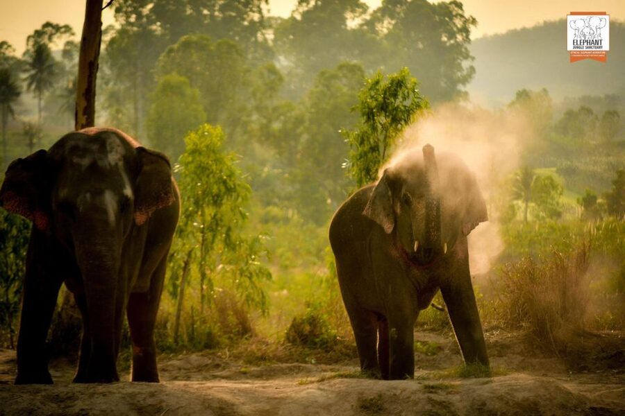 Pattaya: Elephant Jungle Sanctuary Feeding Experience - Meals, Alcohol Rules, and Other Practical Boundaries