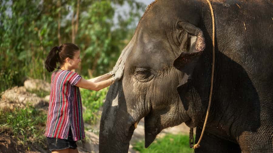 Pattaya: Elephant Jungle Sanctuary Half-Day Tour with Meal - Key things to know before you go