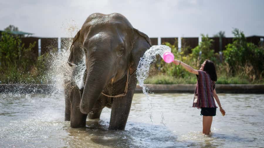 Pattaya: Elephant Jungle Sanctuary Half-Day Tour with Meal - Bathing rituals: water time with rules, not chaos