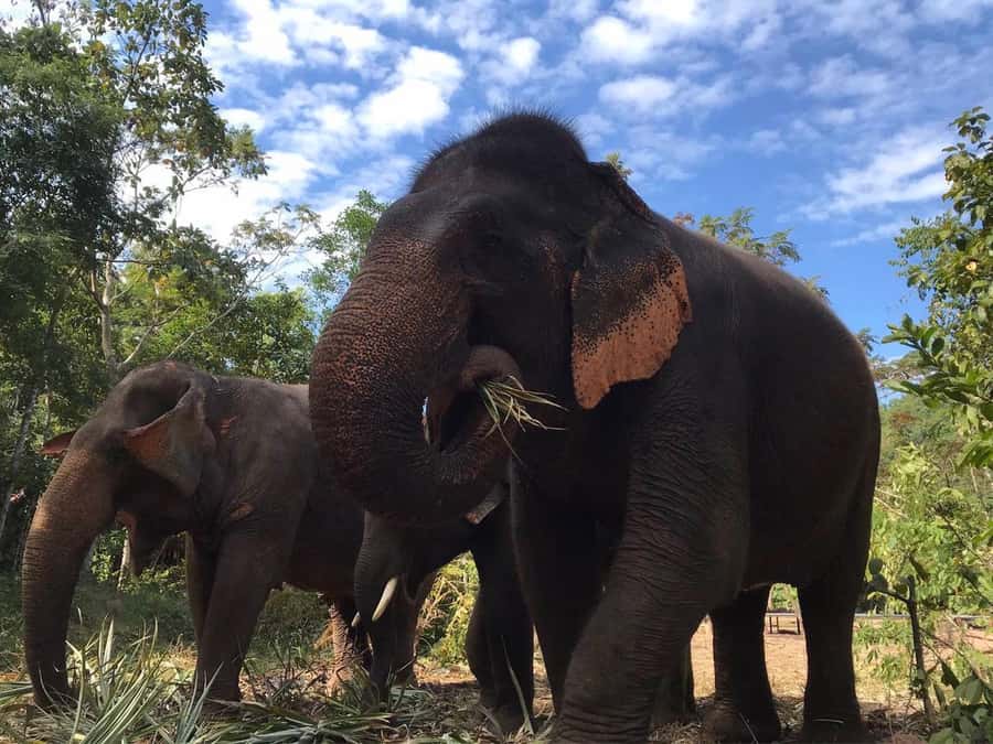 Pattaya: Ethical Elephant Sanctuary Interactive Tour - Key things I’d highlight before you go
