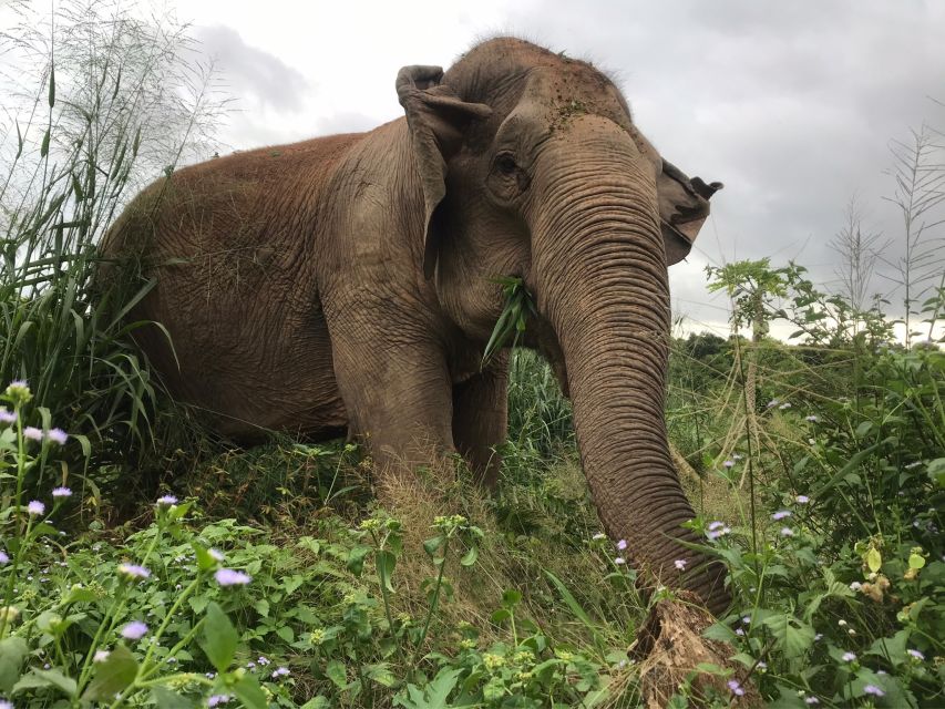 Pattaya: Ethical Elephant Sanctuary Interactive Tour - River Bath and Elephant Swim: The Part That Feels Most Real