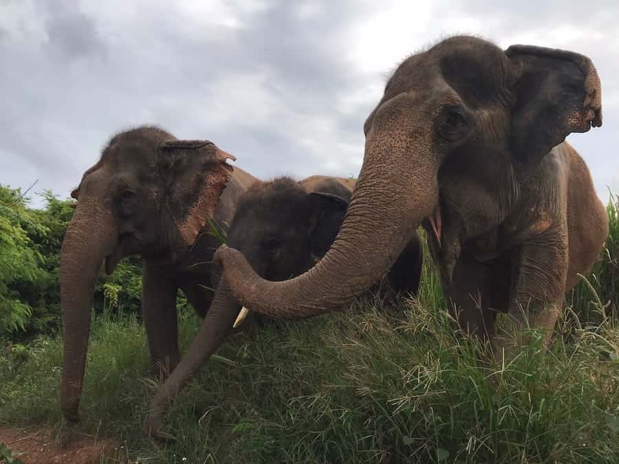 Pattaya: Ethical Elephant Sanctuary Interactive Tour - Diet Supplement Prep and Feeding Details: More Than a Banana Handout
