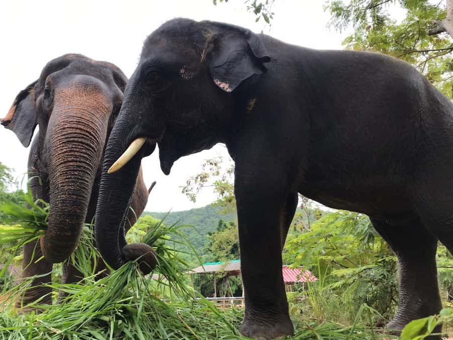 Pattaya: Ethical Elephant Sanctuary Interactive Tour - Lunch, Pad Thai, and Seasonal Fruit: Eating That Actually Fits the Day