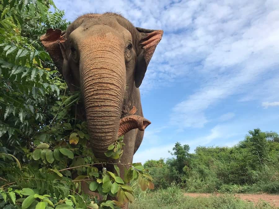 Pattaya: Ethical Elephant Sanctuary Interactive Tour - Getting Your Clothes Back: Timing Your Change and Drying Off