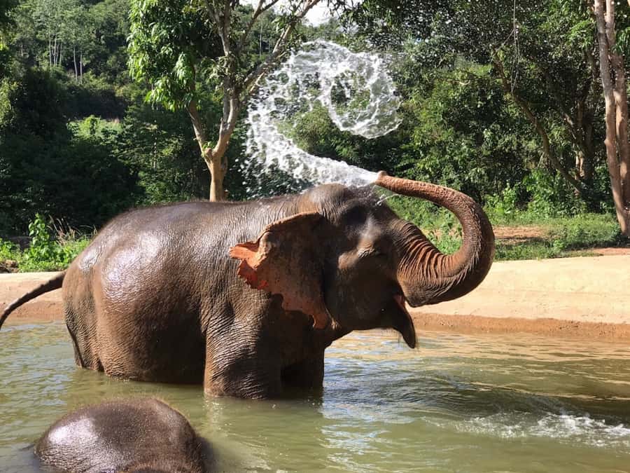 Pattaya: Ethical Elephant Sanctuary Interactive Tour - Meet the Elephants: Feeding, Stories, and the No-Riding Standard