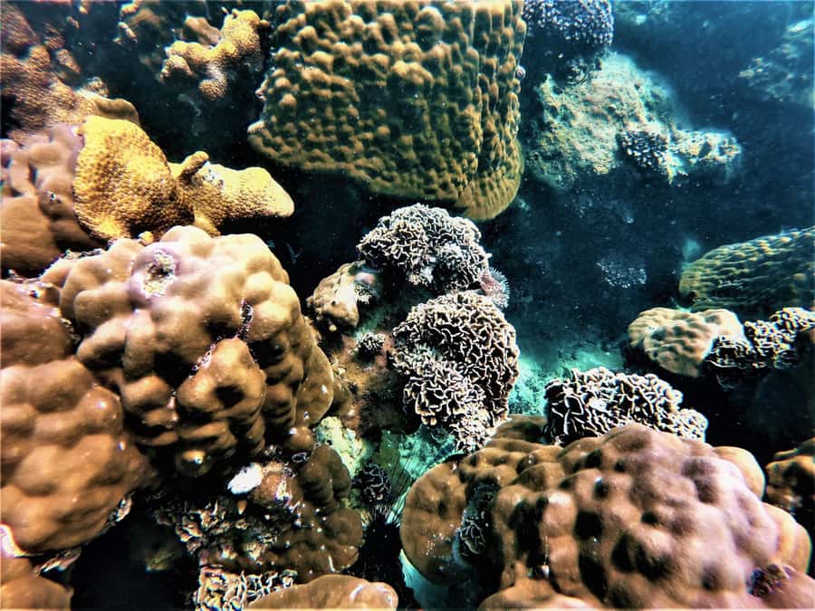 Pattaya: Full-Day 2 Islands Yacht Trip with Lunch and Sunset - A catamaran day with real options: snorkel, slide, paddleboard, fish