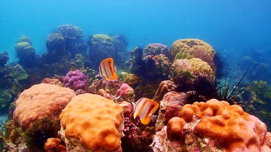 Pattaya: Nemo Island Experience with Drone Photos and Lunch - Nemo Island near Pattaya: what makes this trip different