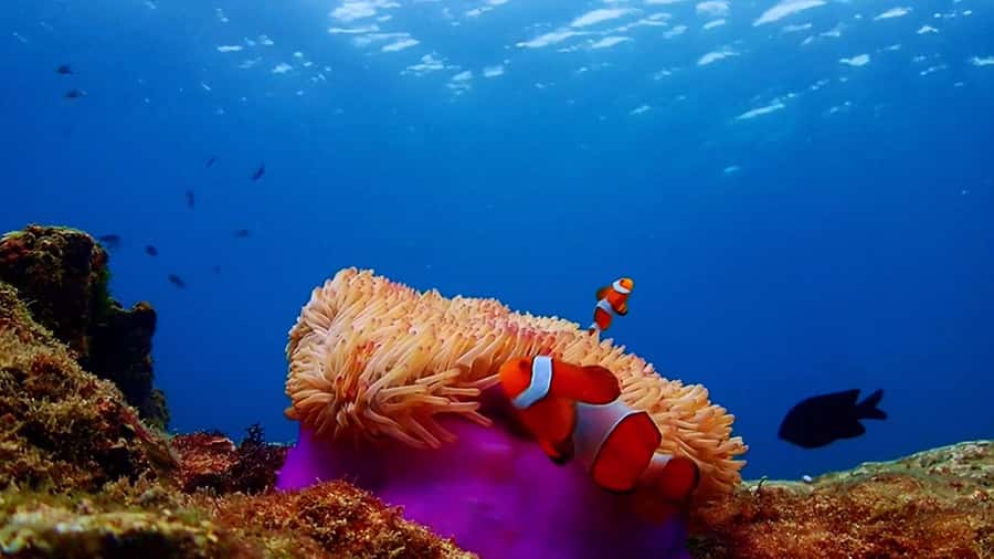 Pattaya: Nemo Island Experience with Drone Photos and Lunch - Van stops, viewpoint breaks, and the pre-snorkel briefing