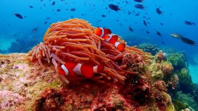 Nemo Island Experience with Drone Photos and Lunch