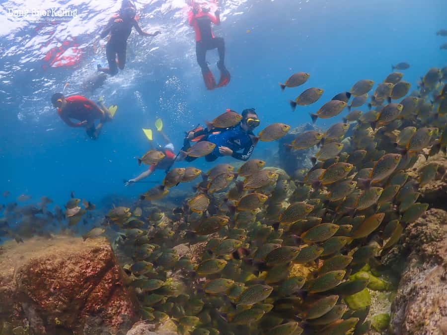 Pattaya: Nemo Island Experience with Drone Photos and Lunch - Samaesarn snorkeling time: marine life viewing plus photos