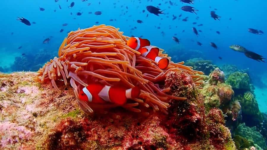 Pattaya: Nemo Island Experience with Drone Photos and Lunch - How the 10 hours flow, from hotel pickup to return