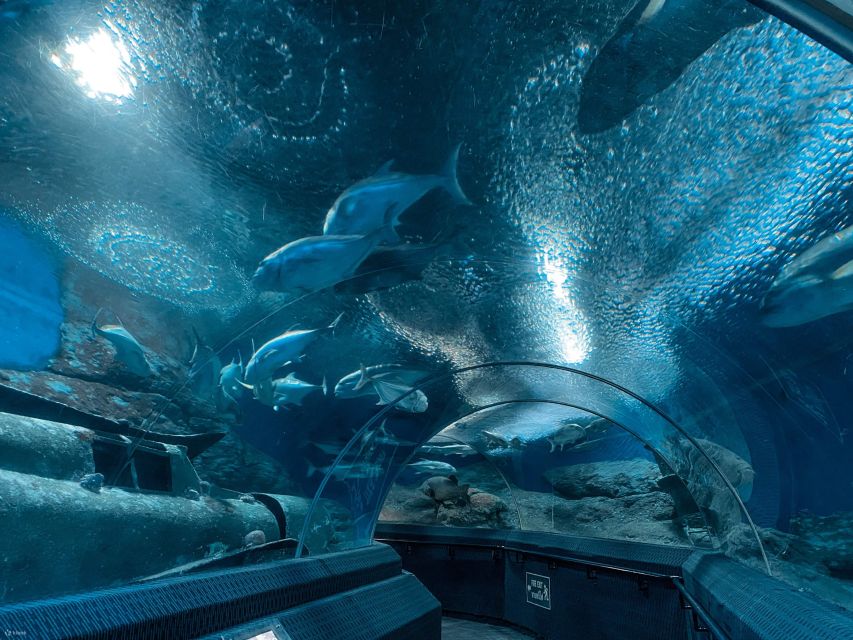 Pattaya: Underwater World Pattaya Aquarium Admission Ticket - Key Things I’d Prioritize Before You Go