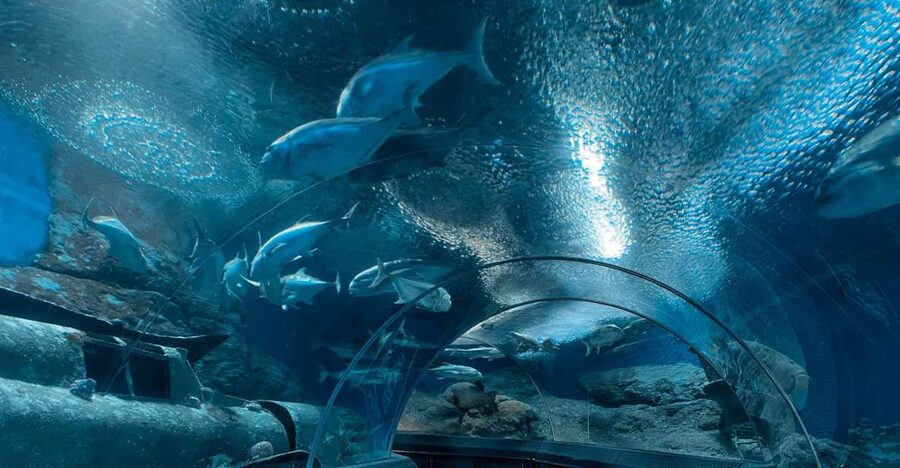 Pattaya: Underwater World Pattaya Aquarium Admission Ticket - Coral Reef, Sharks, Stingrays, and the Siam Giant Zone