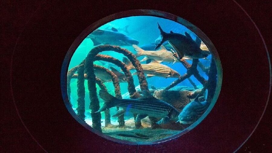 Pattaya: Underwater World Pattaya Aquarium Admission Ticket - Jellyfish Zone: Safe Viewing for Curiosity