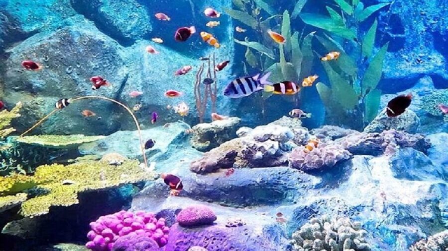Pattaya: Underwater World Pattaya Aquarium Admission Ticket - Timing Your Visit: How Long to Plan for