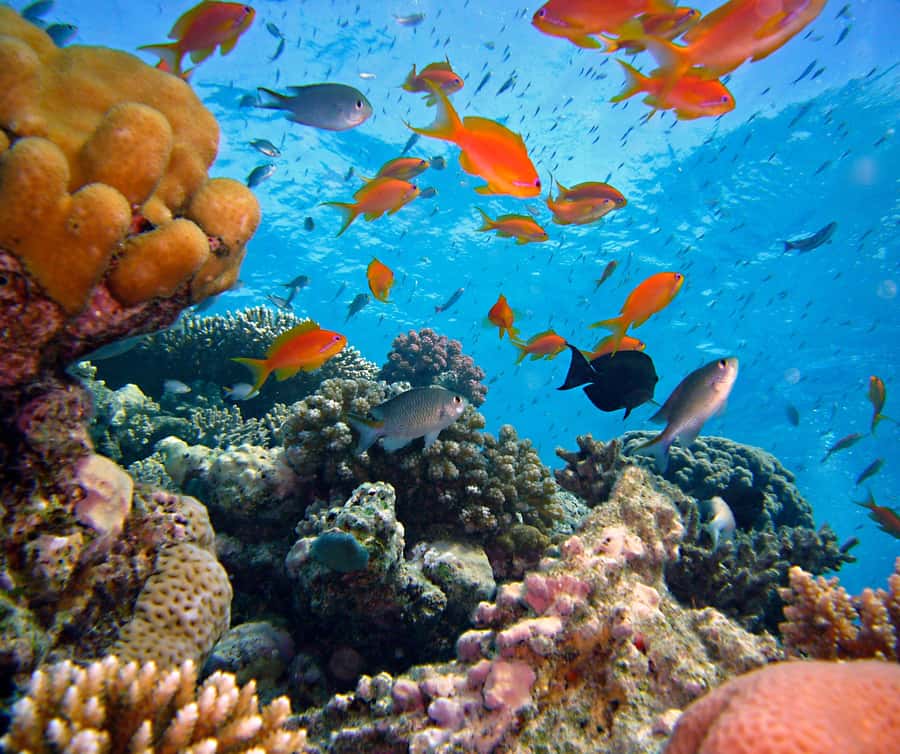 Phi Phi & 4 Islands sunset tour plus bioluminescent plankton - What you get for the price: $83 plus park fees, and that part is easy to miss