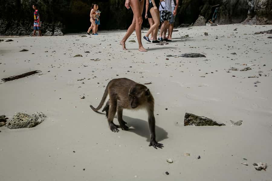 Phi Phi: 7 Islands Speed Boat Tour with Sunset and Plankton - Monkey Beach: Wild Monkeys First, Then Snorkeling Time