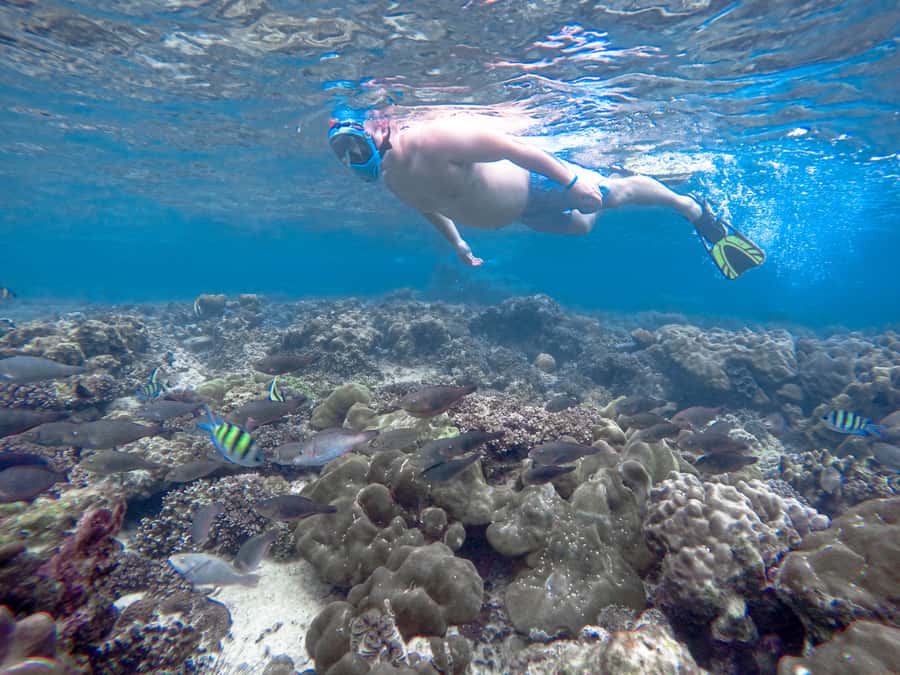 Phi Phi & Bamboo Islands: Premium Day Trip w/ Seaview Lunch - Quick hits before you go