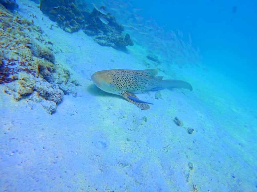 Phi Phi & Bamboo Islands: Premium Day Trip w/ Seaview Lunch - Why Phi Phi and Bamboo makes sense as a Phuket day trip