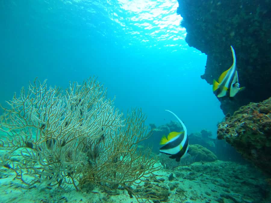 Phi Phi & Bamboo Islands: Premium Day Trip w/ Seaview Lunch - Speedboat ride to the islands: fast, fun, and sometimes bumpy