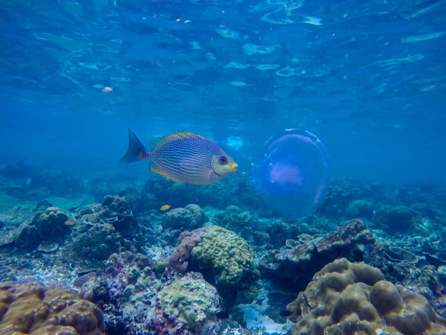 Phi Phi & Bamboo Islands: Premium Day Trip w/ Seaview Lunch - Pileh Lagoon natural pool: the water highlight of the day
