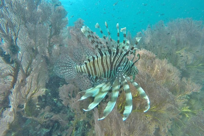 Phi Phi Early Bird & 4 Islands - Day Tour by Speedboat From Krabi - Snorkeling gear, safety, and the limits you should know before you go