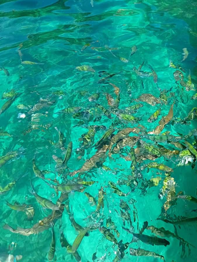 Phi Phi Islands: Private Longtail Boat 6-hour Trip - Should you book it? My practical call