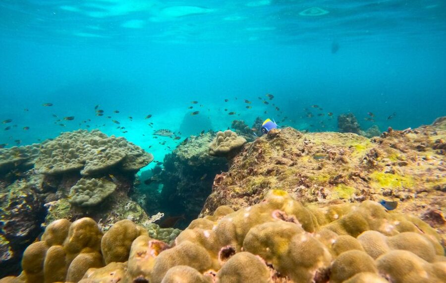 Phi Phi: Morning Speedboat Tour to Maya Bay with Snorkel - Viking Cave photos and Monkey Bay wildlife rules