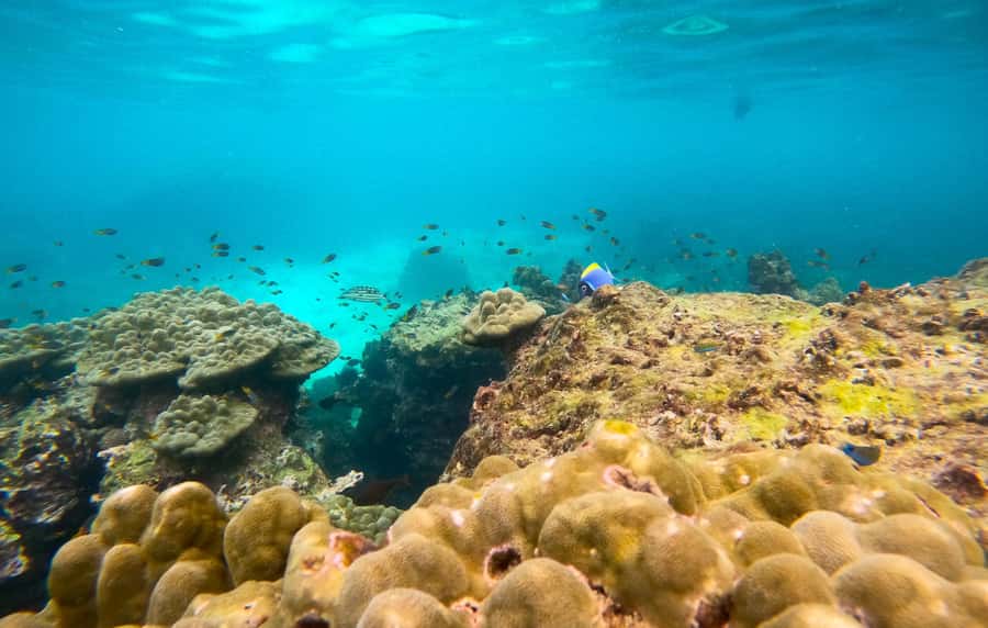 Phi Phi: Private Longtail Boat to Maya Bay with Snorkeling - Monkey Bay: wildlife viewing with a safety buffer