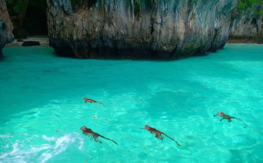Phi Phi: Sunrise & Beat The Crowds to Maya Bay by Speedboat - Price and value for $76 per person
