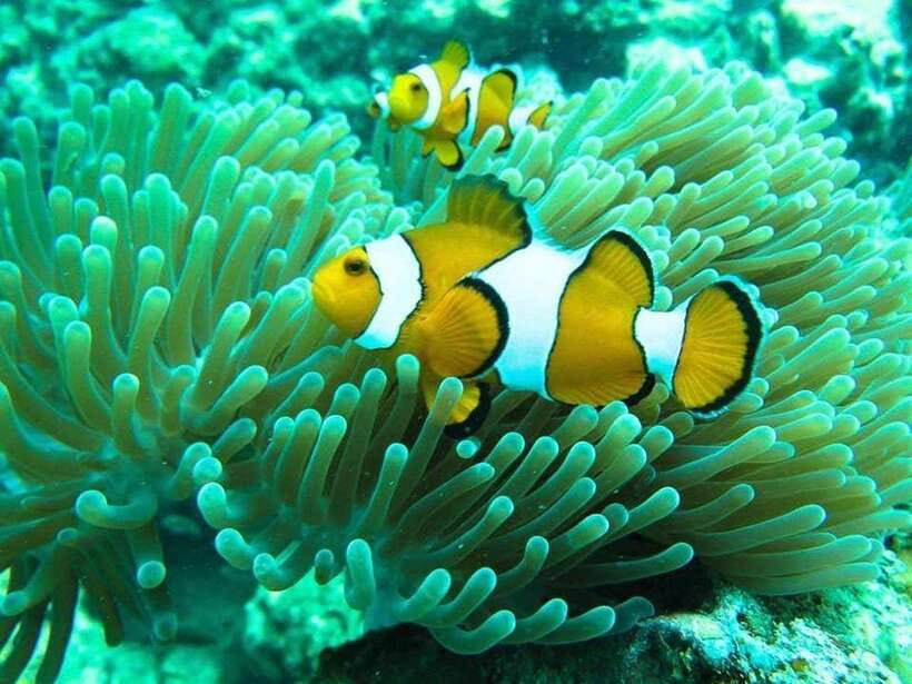 Phuket: 3 Khai Islands Relax & Snorkeling Half/Full Day Tour - Phuket’s Quick Escape: Why These Khai Islands Work