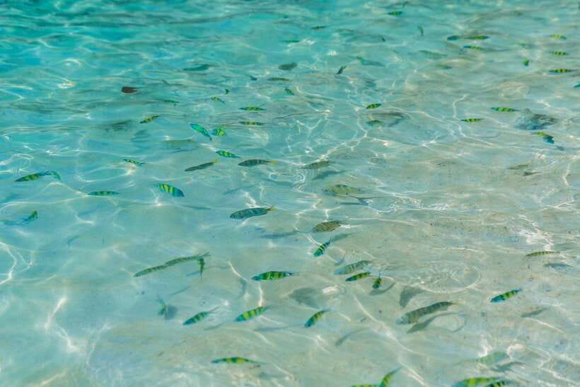 Phuket: 3 Khai Islands Relax & Snorkeling Half/Full Day Tour - Stop 1: Khai Nai Island for Beach Time, Cats, and Easy Offshore Snorkeling