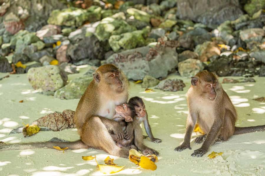 Phuket: Bamboo Island and Phi Phi Islands by Fast Catamaran - Key highlights worth waking up for