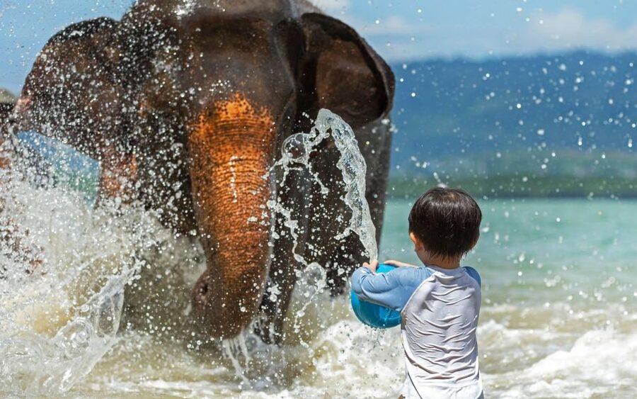 Phuket:Beach walk with elephants, rain & care. 2.5 hours - Education and elephant backstories: when the day becomes emotional