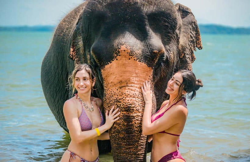 Phuket:Beach walk with elephants, rain & care. 2.5 hours - The jungle walk to the elephants: why this short time feels like the real start