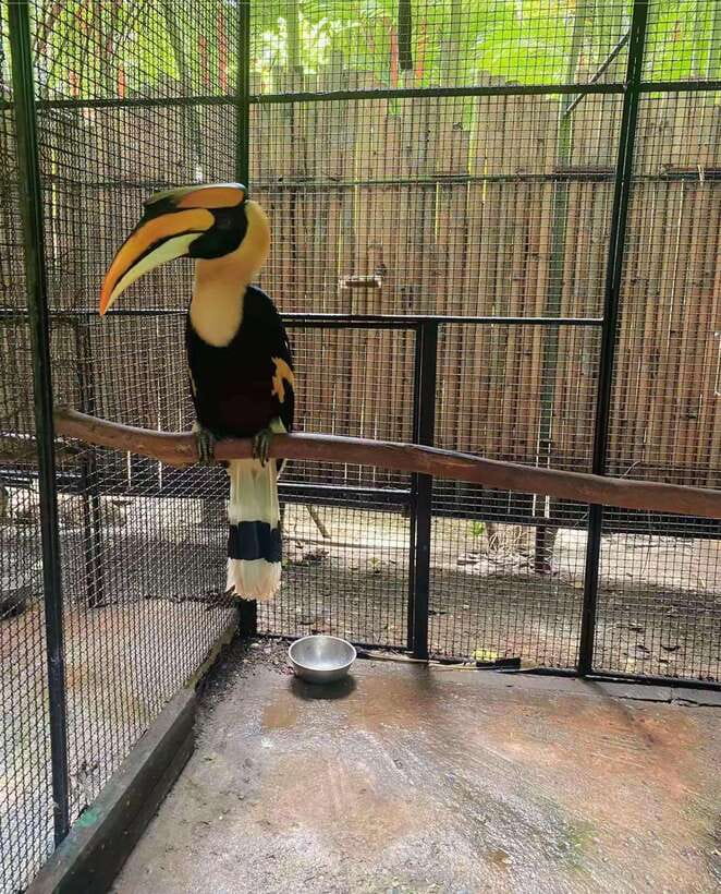 Phuket: Bird Park Entry Ticket - Feeding Time: How to Make It Worth Your Camera Roll