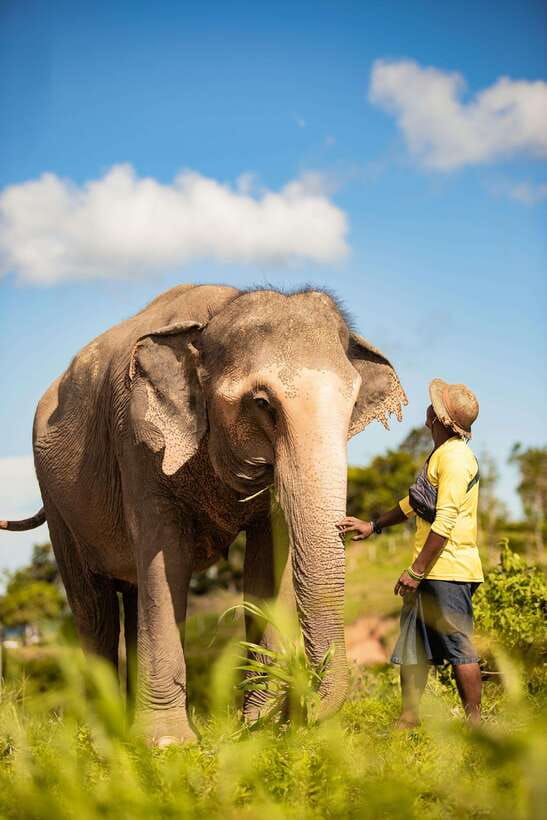 Phuket: Bukit Elephant Park Sanctuary Walk and Feed Tour - Phuket Elephant Sanctuary Walk: What Bukit Elephant Park Really Feels Like