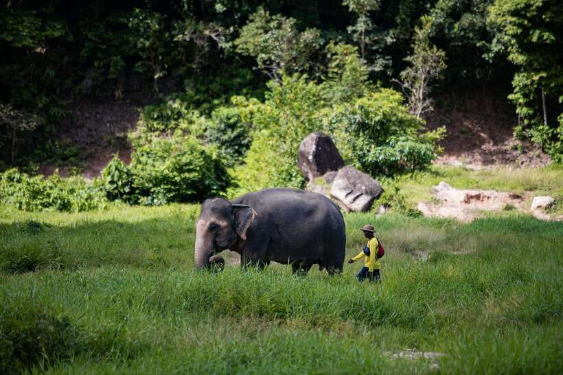 Phuket: Bukit Elephant Park Sanctuary Walk and Feed Tour - Banana Feeding First: How the Tour Starts and Why It Sets the Tone