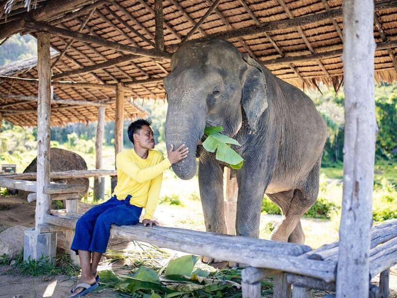 Phuket: Bukit Elephant Park Sanctuary Walk and Feed Tour - The Sanctuary Walk: Watching Elephants Move Like Elephants