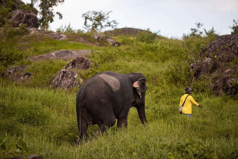 Phuket: Bukit Elephant Park Sanctuary Walk and Feed Tour - Price and Value in Phuket: Is $51 Worth It?